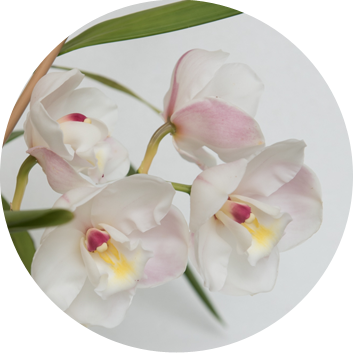 Fertilising your orchid