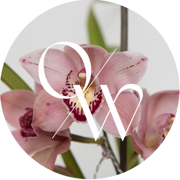 Join Orchid Society to learn more about Cymbidium Orchids