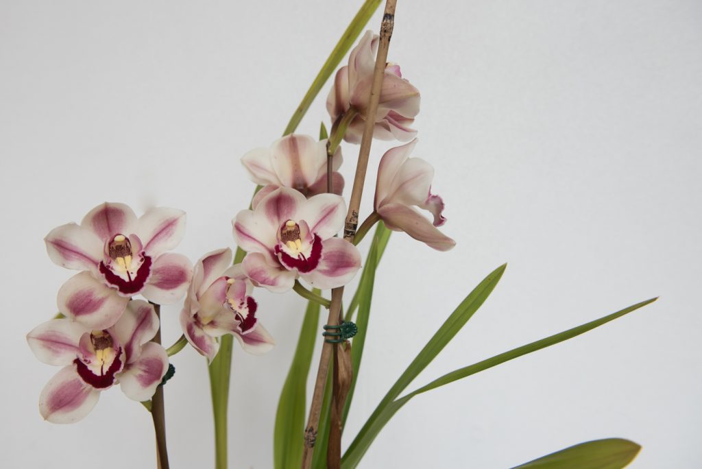 Growing amazing orchids