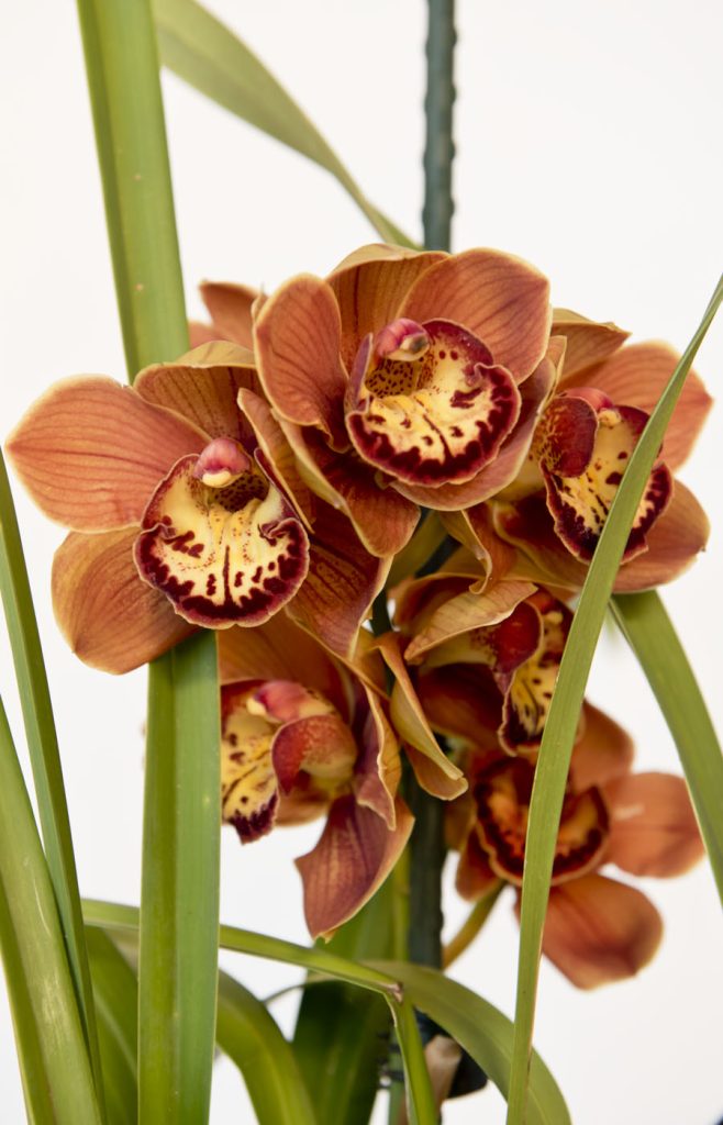 Cymbidium orchid flower spike