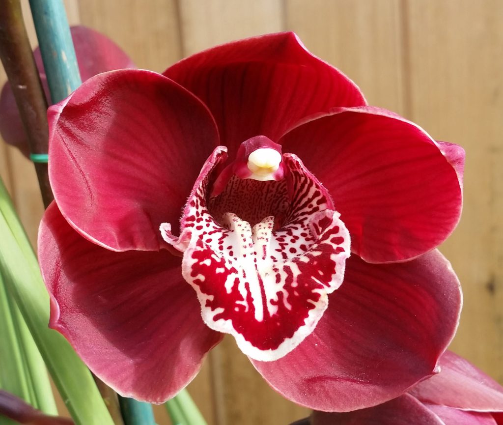 Planting and caring for Cymbidium Orchids 