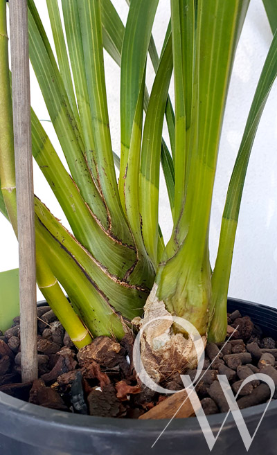 Preparing your Plant for Judging - Clean Bulbs