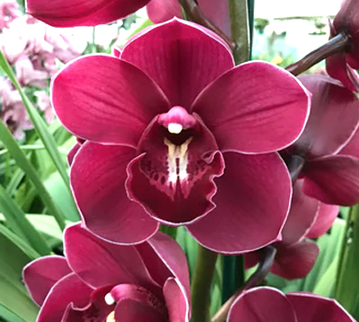 Orchid of the Week - Cym. Regal Flames 'Queen of Hearts'