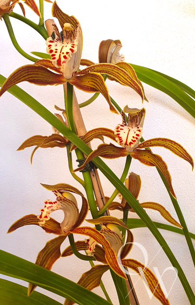 Orchid of the Week - Cym. Bennett-Poei 'Charlotte'
