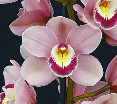 Orchid of the Week - Cym. Lancashire Khan 'Debonair'