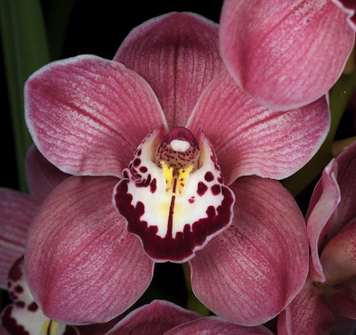 Orchid of the Week - Cym. Satin Dragon 'Cinnabar'