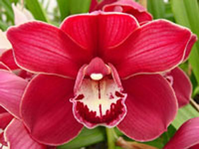 Orchid of the Week - Cym. Sensation 'Red Beauty'