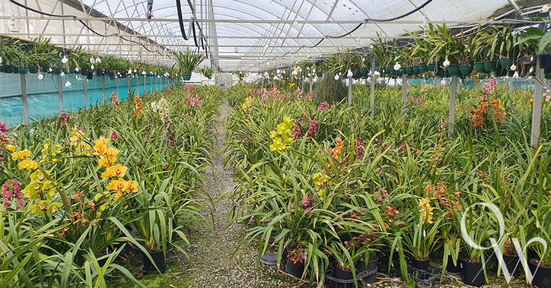 Day in the Life - Wain's Orchids Growhouse