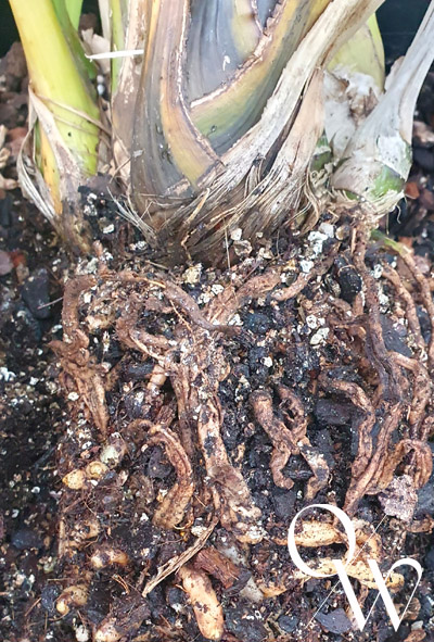 In the Orchid Wise Shade House - Rotting Roots