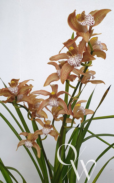 Orchid Wise Shade House - Cym.Kalang 'Cheryl' x erythraeum 'Paradise'