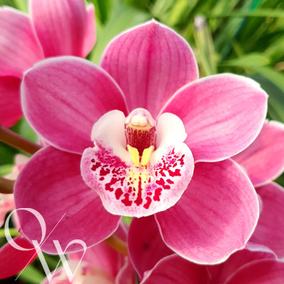 Orchid of the Week - Cym. Templestowe's Charm 'Julie'