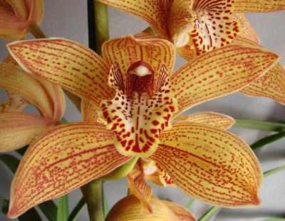 Orchid of the Week - Cym. Darch Dots 'Wild Cat'