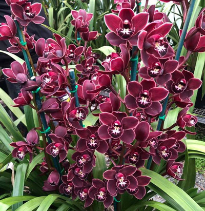 Orchid of the Week - Cym. Warringah Winter 'National Show'