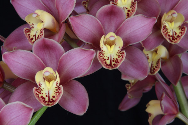 Orchid of the Week - Cym. Carol Rogers 'Hatfields'