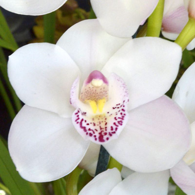 Orchid of the Week - Cym. John and Shirley