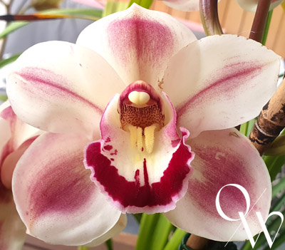 Orchid of the Week - Cym. Kimberley Splash 'Tee Pee'