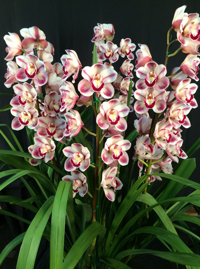 Orchid of the Week - Cym. Kimberley Splash 'Tee Pee'