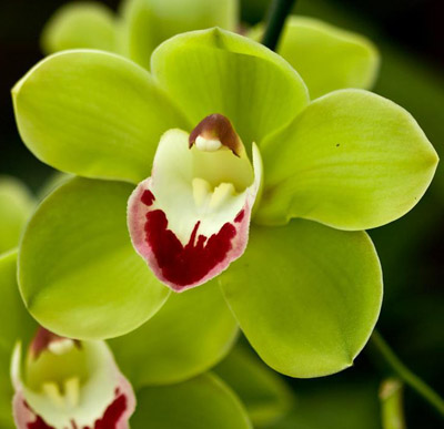 Orchid of the Week - Cym. Layla Emerald