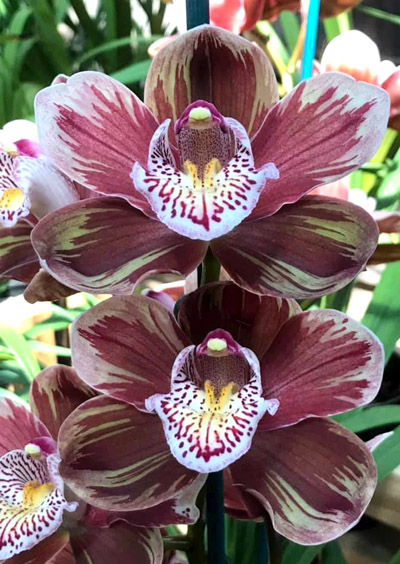 Orchid of the Week - Cym. Wallamurra 'Ninja'