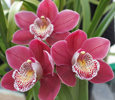 Orchid of the Week - Cym. Wallamurra