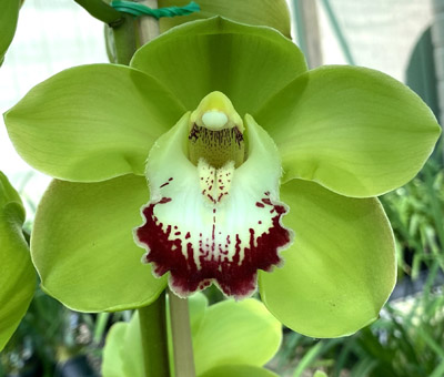 Orchid of the Week - Kimberley Valley 'Green Sensation'