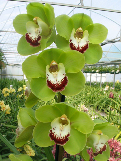 Orchid of the Week - Kimberley Valley 'Green Sensation'