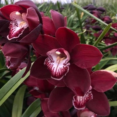 Orchid of the Week - Cym. Khan Fury ‘Black Plum’