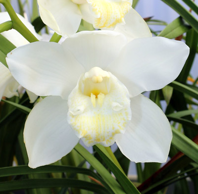 Orchid of the Week - Cym. Loch Watten 'Dural'