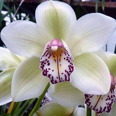 Orchid of the Week - Cym. Peter Dawson 'Grenadier'