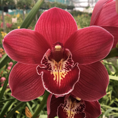 Orchid of the Week - Cym. Yowie Rose ‘Vulcan’