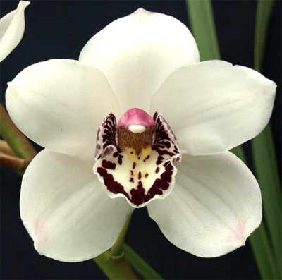 Orchid of the Week - Cym. Barrita Brilliance 'Cookies & cream'