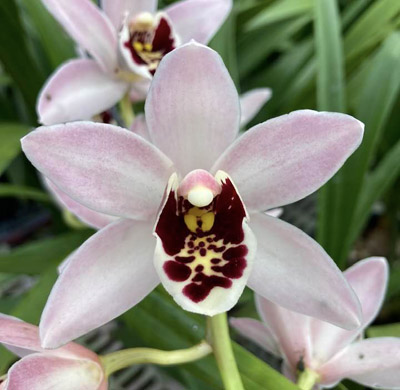 Orchid of the Week - John Fogerty