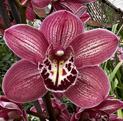 Orchid of the Week - Cym Maryse Pujol ‘Woodside’ HCC/AOS