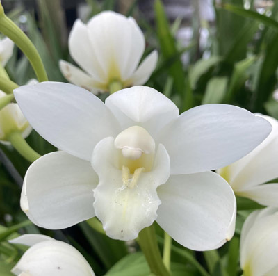 Orchid of the Week - Cym. Belgian Snow ‘Corona’ 4n