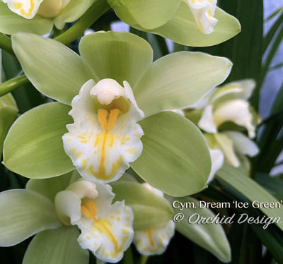 Orchid of the Week - Cym. Dream ‘Ice Green’