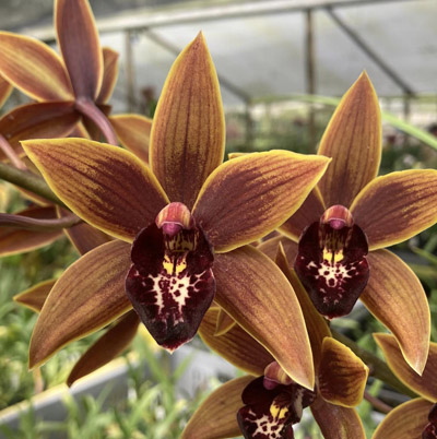 Orchid of the Week - Cym. Catherine Bailey 6n