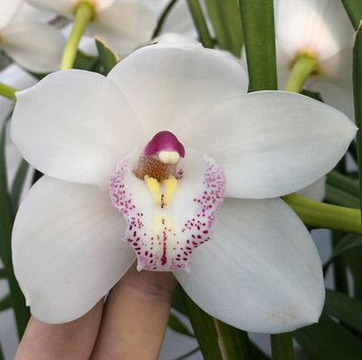 Orchid of the Week - Cym. Geneva H. Thornton 'Woodside'