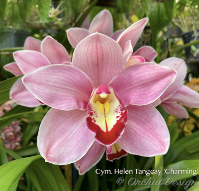 Orchid of the Week - Cym. Helen Tangcay 'Charming'