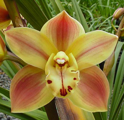 Orchid of the Week - Cym. Valley Cauldron 'Pixie'