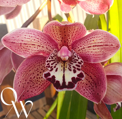 Orchid of the Week - Cym. Valley Splatters 'Velvet Spots'