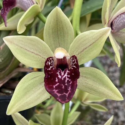 Orchid of the Week - Cym. Wolfman Jack ‘Cute’ 4n