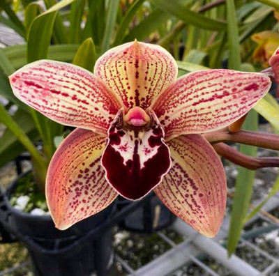 Orchid of the Week - Cymbidium Hazel's Sox