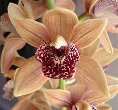 Orchid of the Week - Cym. Forrest Gump 'High Spirits'