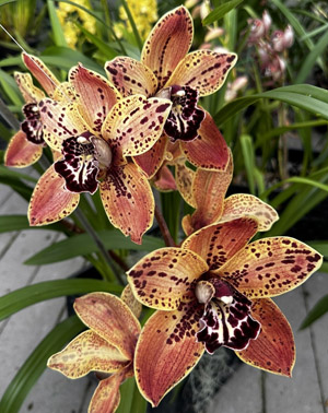 Orchid of the Week - Cym. Hot Creek 'Elkhorn'