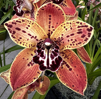 Orchid of the Week - Cym. Hot Creek 'Elkhorn'
