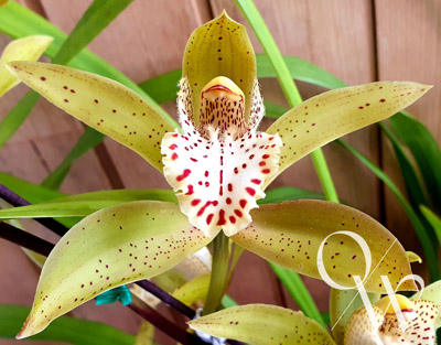 Orchid of the Week - Cym. Rosefieldense