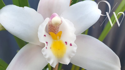 Species & Primary Hybrid Orchids - Cym. eburneum