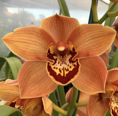 Orchid of the Week - Cym. Golden Prize