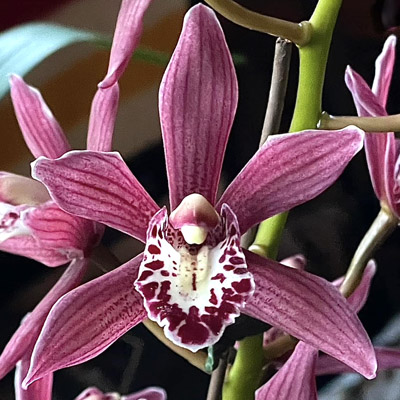 Orchid of the Week - Cym. Pipeta ‘Magenta’ HCC/AOS