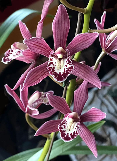Orchid of the Week - Cym. Pipeta ‘Magenta’ HCC/AOS